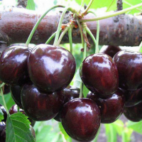 Вишня Чорнокорка купить