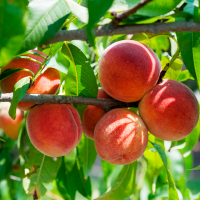 Персик Мостиский Бриллиант купить