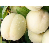 Персик Айс Піч купить