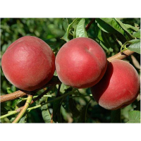 Персик Роял Світ купить