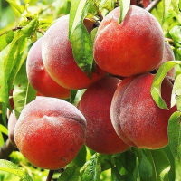 Персик Фиделия купить