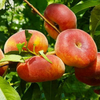 Персик iнжирний Юла купить