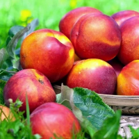 Нектарін Світ Леді купить