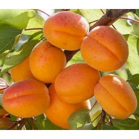 Абрикос Джумбо Кіт купить