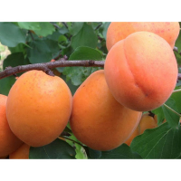 Абрикос Медіабель купить