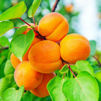 Абрикос Харгранд купить