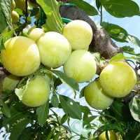 Слива диплоїдна Голден Джапан купить