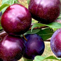 Гібрид слива-персик купить