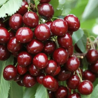 Черешня Сільвія купить