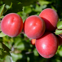 Абрикос Пріція купить