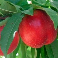 Нектарин Ванг-3 купить