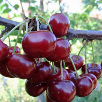 Вишня Эрди Урожайная купить