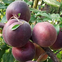 Абрикос Чорний Принц купить