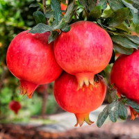 Гранат Азіатський купить