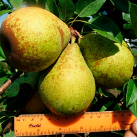 Груша Генерал Леклерк купить