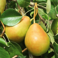 Груша Дельвімор купить