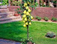 Груша карликова Декора купить