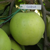 Яблуня Голд Раш купить