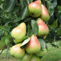 Груша карликова Павловська купить