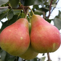 Груша Свадебная купить