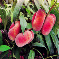 Персик инжирный Пинк Ринг купить