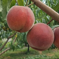 Персик Экстрим Свит купить