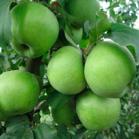 Яблуня Ренет Симиренко купить