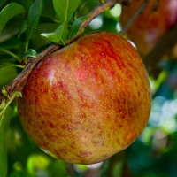 Гібрид Дапл Данді слива-абрикос купить