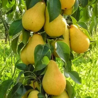 Груша карликовая Сапфира купить