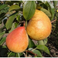 Груша Маргарита Марілья купить