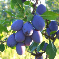 Слива Блюфри купить