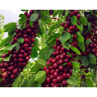 Черешня карликова Хелена купить