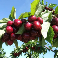 Черешня Рокет купить