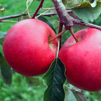 Яблуня Богемія купить