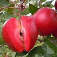 Яблуня Ред Кетти купить