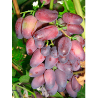 Виноград Красуня купить