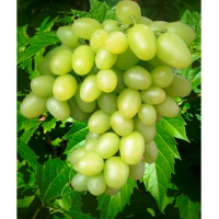 Виноград Аркадія купить