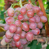 Виноград Водограй купить