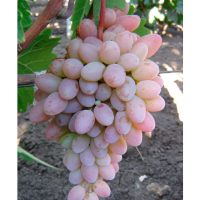 Виноград Кішміш Юпітер купить