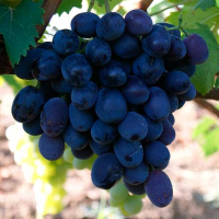 Виноград Фуршетний купить