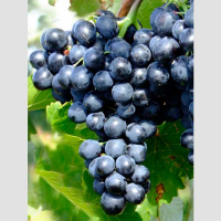 Виноград Молдова купить