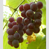 Виноград Лидия купить