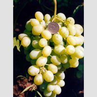 Виноград Захоплення купить