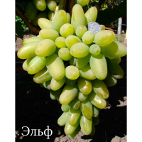 Виноград Ельф купить