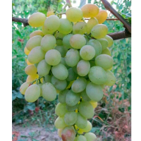 Виноград Юбилей Платова купить