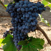 Виноград Чарлі купить