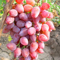 Виноград Аметист купить