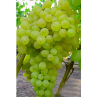 Виноград Кеша купить