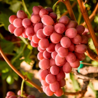 Виноград Кішміш Червоне полум'я купить