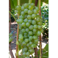 Виноград Лора купить